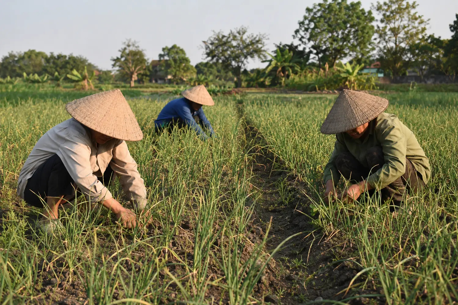 TỎI AN THỊNH\nNiềm tự hào của vùng đất Trung Kênh