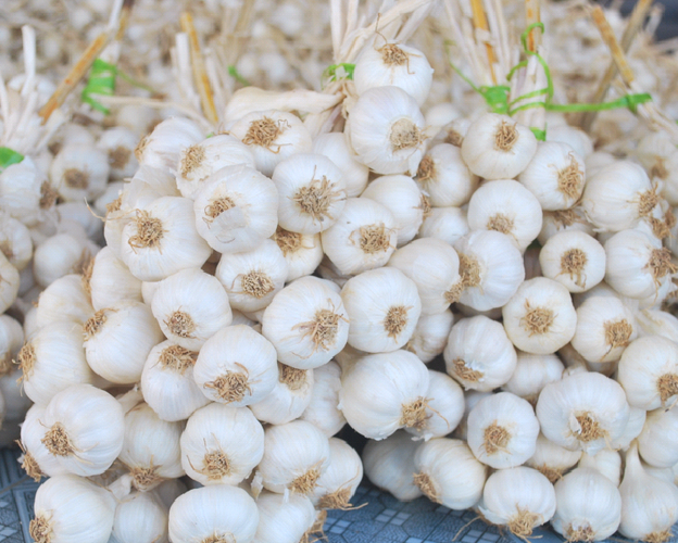 Tỏi tươi — ảnh tư liệu