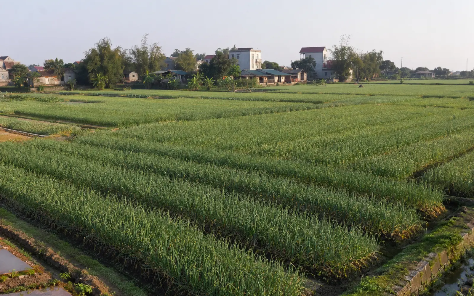 Vùng sản xuất Tỏi An Thịnh